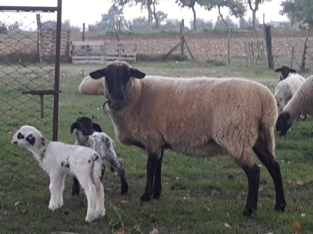 فيلا Giano dellʼUmbriaفي Agriturismo Rustichino المظهر الخارجي الصورة